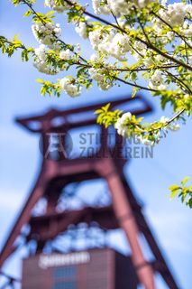 Das 55 Meter hohe Doppelbock-Fördergerüst ist das Wahrzeichen der Zeche Zollverein, der Stadt Essen und der gesamten Region: Die als Doppelstrebengerüst in Vollwandbauweise konstruierte Förderanlage ermöglichte eine doppelte Fördermechanik. Dadurch konnte die doppelte Menge an Förderwagen bzw. Fördergefäßen transportiert werden. Zollverein Schacht XII galt zu Betriebszeiten als die leistungsstärkste Zeche der Welt. 250 Stufen führen auf die oberste Plattform des Gerüstes, deren Seilscheiben sich auch heute noch manchmal drehen: Der Schacht wird von der RAG AG für die zentrale Wasserhaltung genutzt.

Areal A [Schacht XII], Fördergerüst [A1]