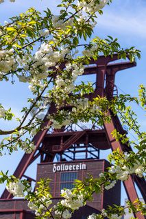 Das 55 Meter hohe Doppelbock-Fördergerüst ist das Wahrzeichen der Zeche Zollverein, der Stadt Essen und der gesamten Region: Die als Doppelstrebengerüst in Vollwandbauweise konstruierte Förderanlage ermöglichte eine doppelte Fördermechanik. Dadurch konnte die doppelte Menge an Förderwagen bzw. Fördergefäßen transportiert werden. Zollverein Schacht XII galt zu Betriebszeiten als die leistungsstärkste Zeche der Welt. 250 Stufen führen auf die oberste Plattform des Gerüstes, deren Seilscheiben sich auch heute noch manchmal drehen: Der Schacht wird von der RAG AG für die zentrale Wasserhaltung genutzt.

Areal A [Schacht XII], Fördergerüst [A1]