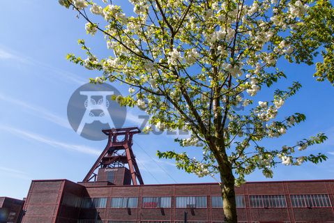 Das 55 Meter hohe Doppelbock-Fördergerüst ist das Wahrzeichen der Zeche Zollverein, der Stadt Essen und der gesamten Region: Die als Doppelstrebengerüst in Vollwandbauweise konstruierte Förderanlage ermöglichte eine doppelte Fördermechanik. Dadurch konnte die doppelte Menge an Förderwagen bzw. Fördergefäßen transportiert werden. Zollverein Schacht XII galt zu Betriebszeiten als die leistungsstärkste Zeche der Welt. 250 Stufen führen auf die oberste Plattform des Gerüstes, deren Seilscheiben sich auch heute noch manchmal drehen: Der Schacht wird von der RAG AG für die zentrale Wasserhaltung genutzt.

Areal A [Schacht XII], Fördergerüst [A1]